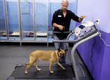готель для собак