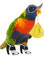 fashion animals fashion animals