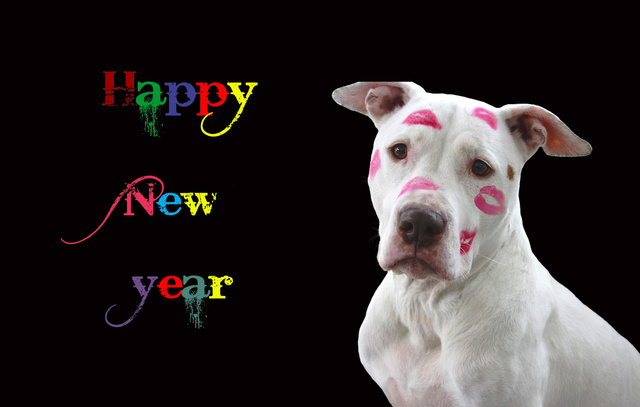 С Новым годом собаки!