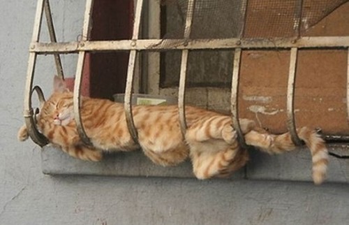 Вездесущие коты