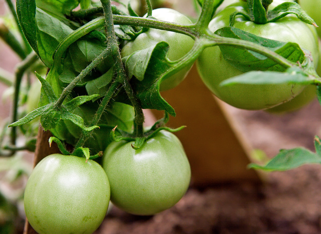 Зелені помідори на зиму: правила соління