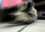 Ленивый кот и муха