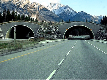 Мосты для животных: Национальный парк Банф