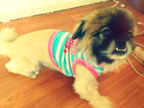 Собаки - зубаки