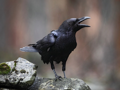 Что можно и нельзя делать в день Герасима Грачевника, кто отмечает День ангела 17 марта