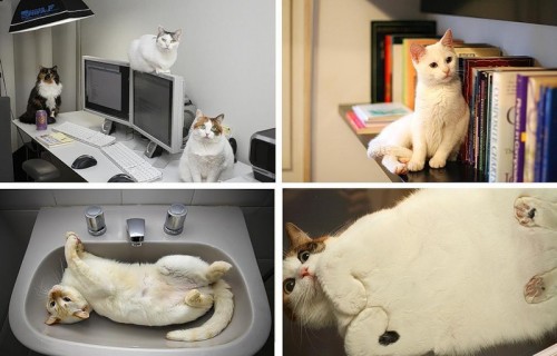 Кошки - лучшее украшение Вашего дома