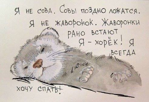 Я - хорёк! Я всегда хочу спать