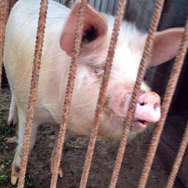 Ольга Фреймут в селе