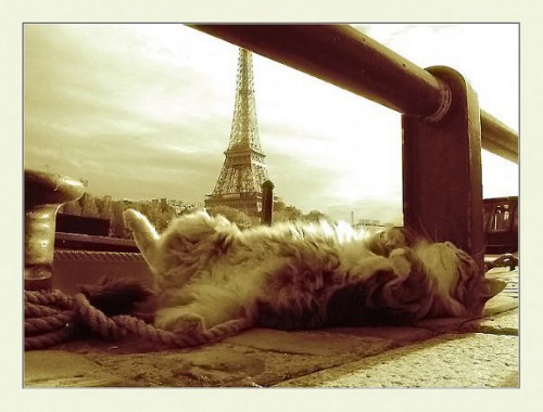 Ленивые животные