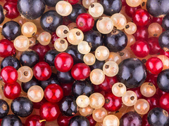 Что приготовить из смородины черной, белой, красной?