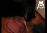 Кот пытается украсть еду у другого кота