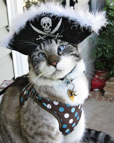 Косой кот Спэнглз (Spangles)