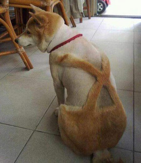 Мой хозяин - идиот!