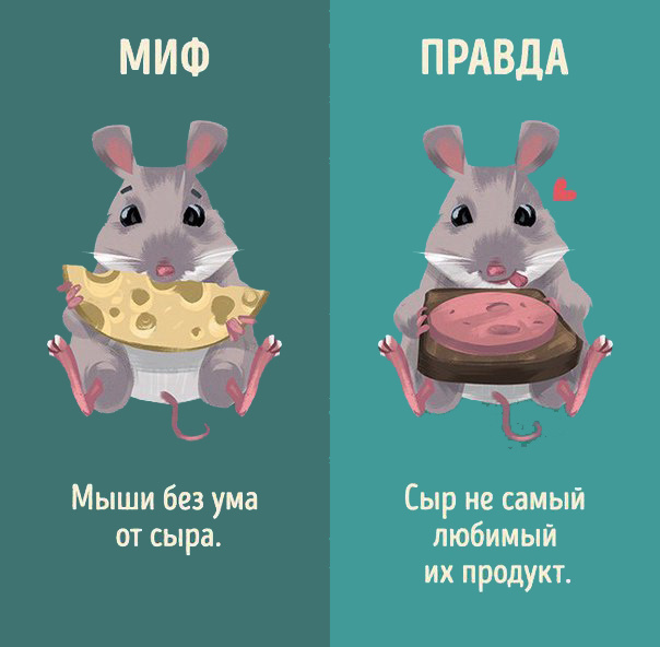 Интересно знать! Мифы и реальность