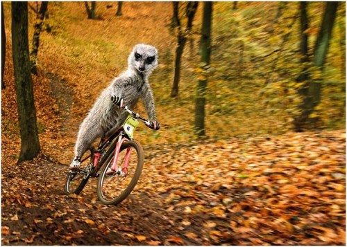 Спортивные миркаты-няшки