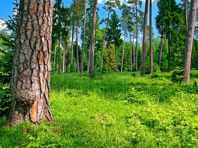 Монит мазур горячие фото