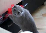 Нельзя глянуть