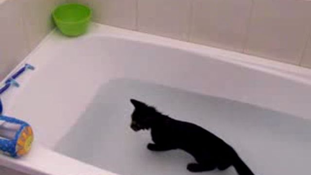 Кот в ванне говорит нормально. Котенок в ванной. Cats Falling in Bathtubs.