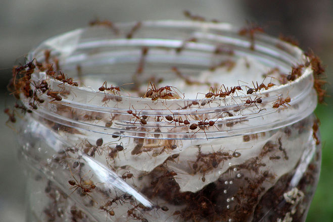 Вопрос-ответ: как избавиться от муравьев в доме?