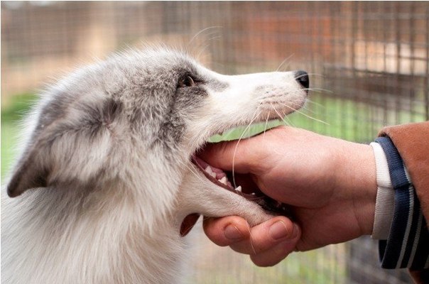 Самые милые домашние лисички