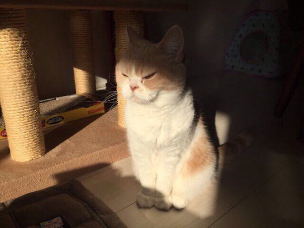 Котик, который полностью передаёт моё состояние