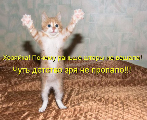 ТОП лучших котоматриц