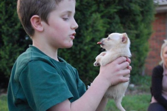 Топ няшных щеночков