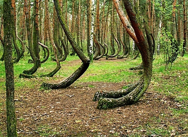 Кривий ліс