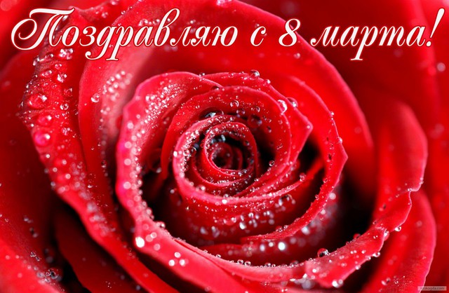 красная роза цветок природа бесплатно