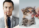 Des Hommes et des Chatons