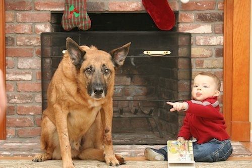 Ржачные собаки