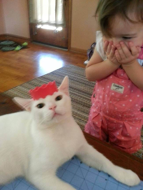 Коты - лучшие друзья