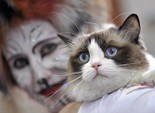 Кот