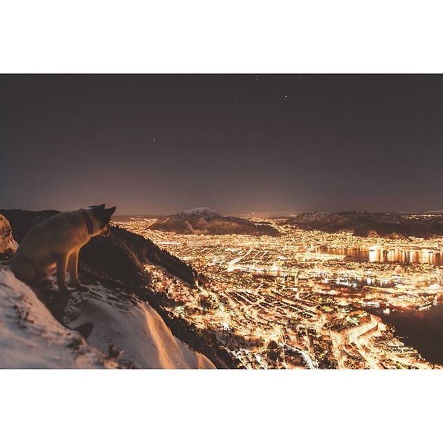 хаскі Акіак 