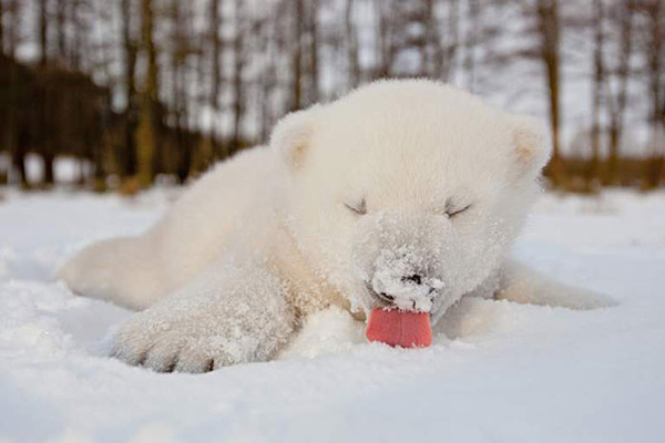 Забавная реакция животных на первый снег