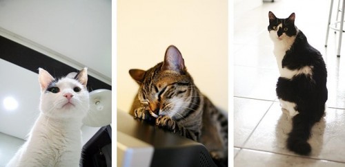 Кошки - лучшее украшение Вашего дома