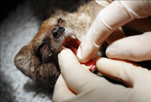 Чудо скотинушки:)