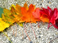 Осенняя радуга