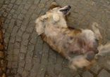 Собака-барабака
