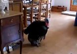Индюк дает уроки фламенко [  Жжет чертяка  ]