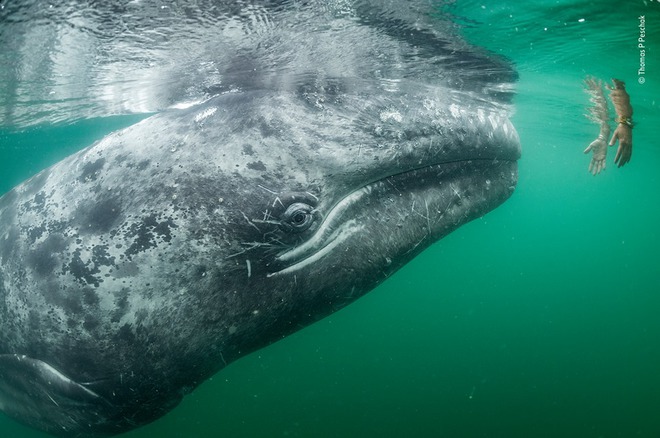 Wildlife Photographer of the Year