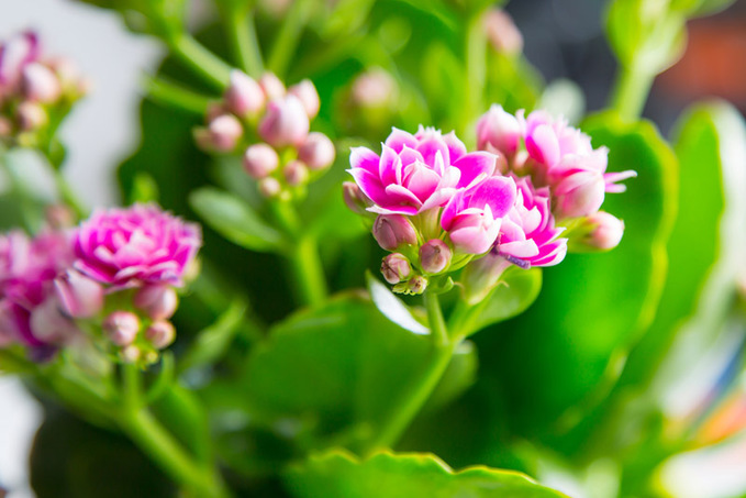 5 цветущих комнатных растений, которые любят прохладу