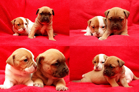 Очаровательные щеночки питбуля