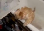 Жирный кот не может выбраться из ванны