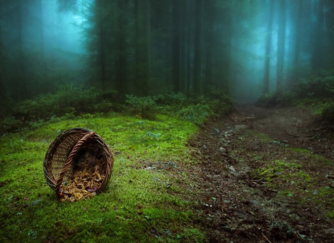 7 мистических лесов, от которых перехватит дыхание в 2016