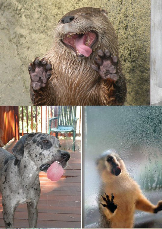 Няшки у стекла