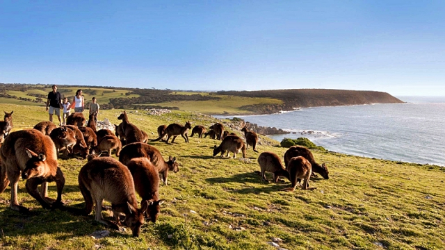 Где встретить дикое животное: Остров кенгуру