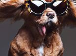 Лицом новой рекламной кампании Karen Walker стала собака