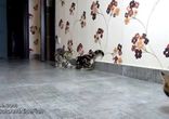 Три котенка Три бойца