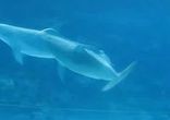 Дельфины, играющие с воздушными кольцами